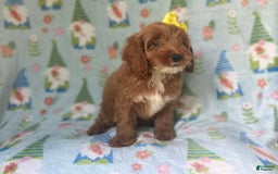 Cockapoo dogs for sale: Spirit - Image 2