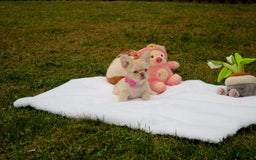 French Bulldog dogs for sale: Snow - Image 7