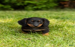 Miniature Dachshund dogs for sale: Miniature Dachshund 5 puppies - Image 13