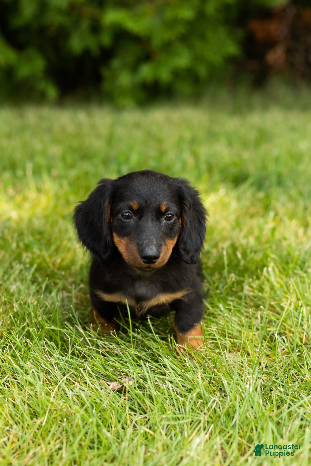 Miniature Dachshund dogs for sale: Miniature Dachshund 5 puppies - Image 13