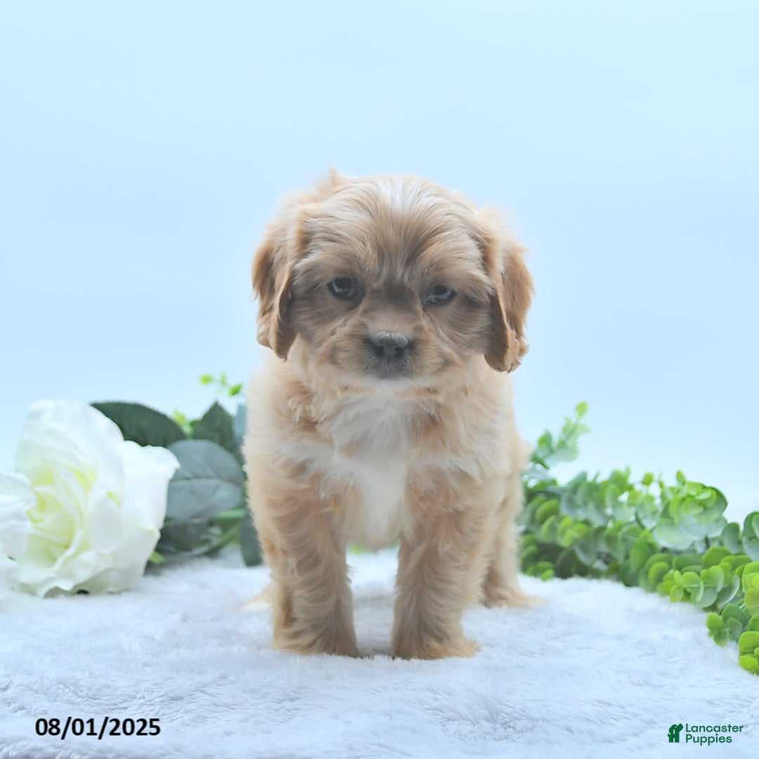 Shih Tzu dogs for sale: Norleen - Image 3