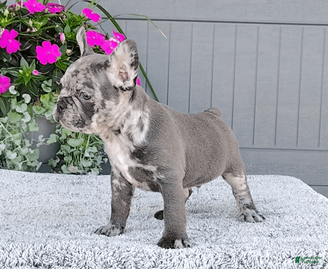 Frenchton dogs for sale: Sammy - Image 7