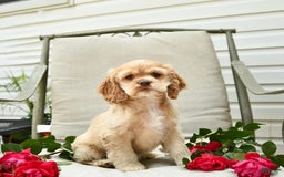 Cocker Spaniel dogs for sale: Kayla - Image 2