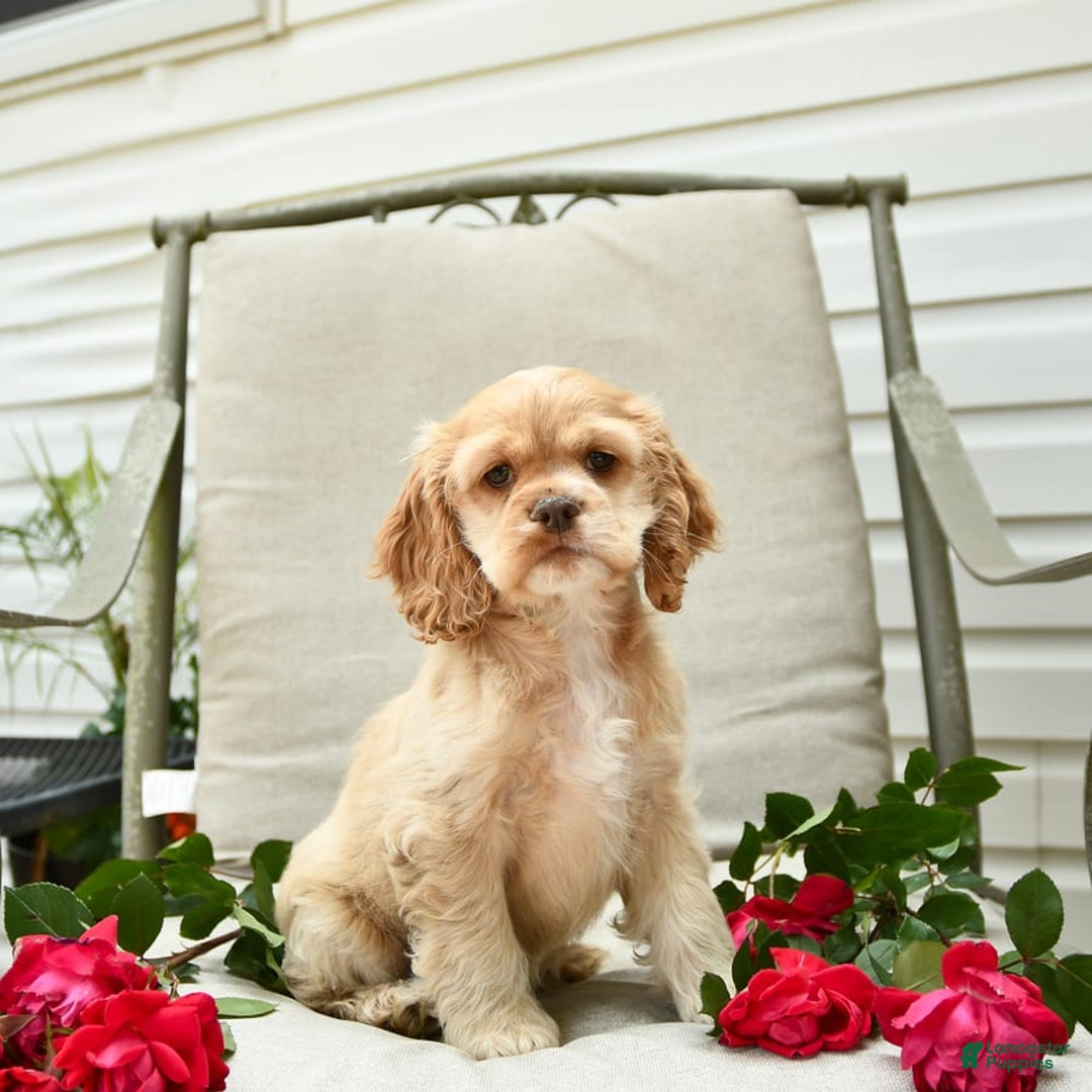 Cocker Spaniel dogs for sale: Kayla - Image 2