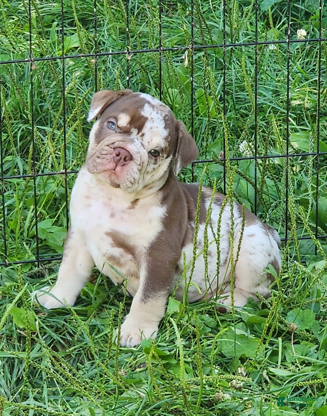 English Bulldog dogs for sale: Rocky - Image 16