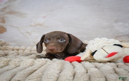 Miniature Dachshund dogs for sale: Duke - Image 6