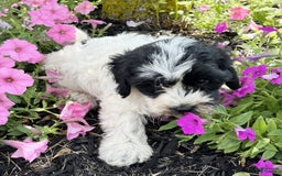 Havanese dogs for sale: Blaze - Image 3