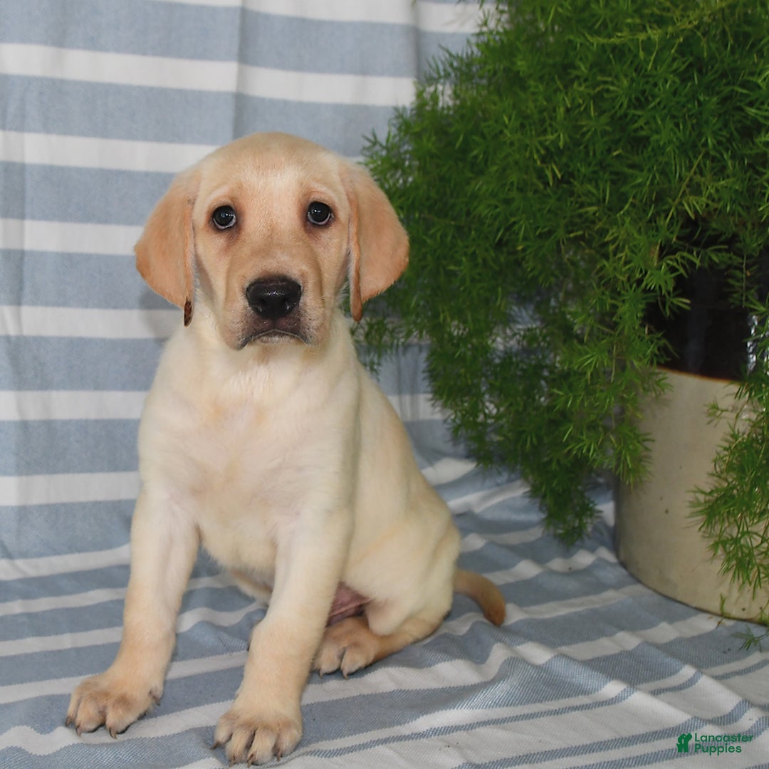 Labrador Retriever dogs for sale: Ashton - Image 3