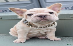 French Bulldog dogs for sale: Rayna Big Rope Velvet Fluffy - Image 6