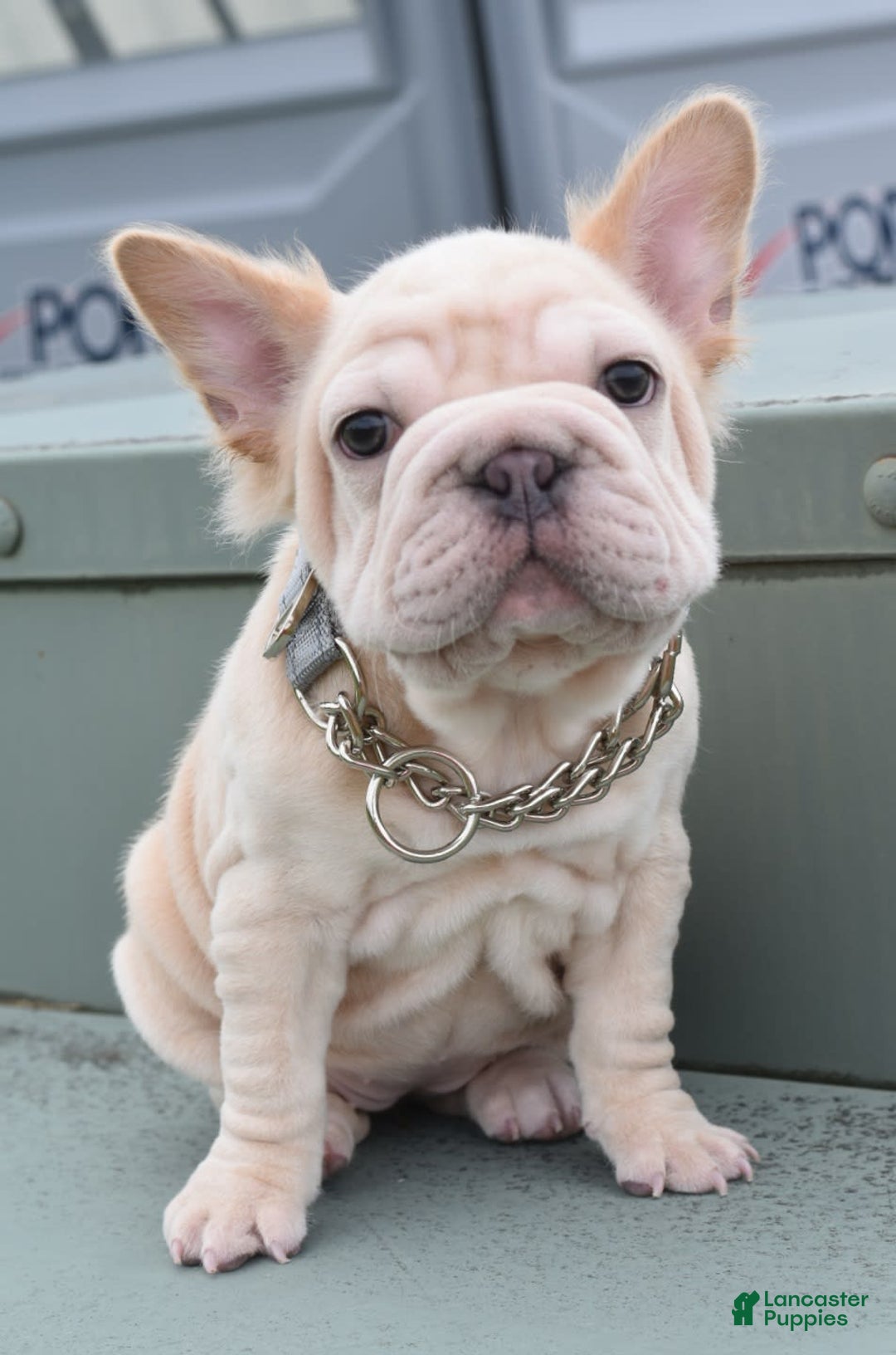 French Bulldog dogs for sale: Rayna Big Rope Velvet Fluffy - Image 6