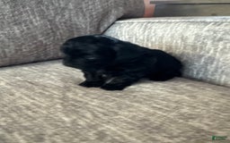 Shihpoo dogs for sale: Teacup Katie - Image 2
