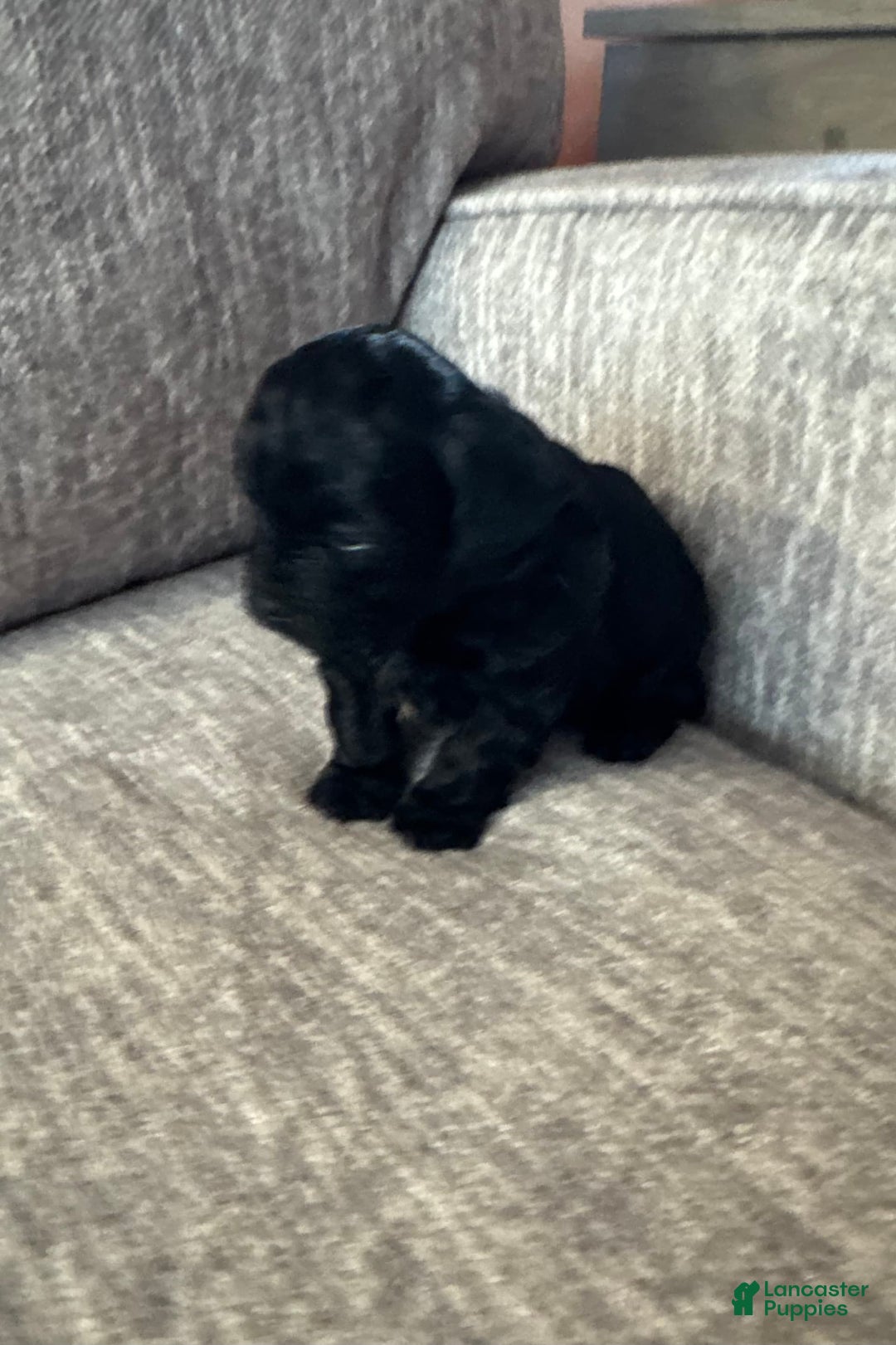 Shihpoo dogs for sale: Teacup Katie - Image 2