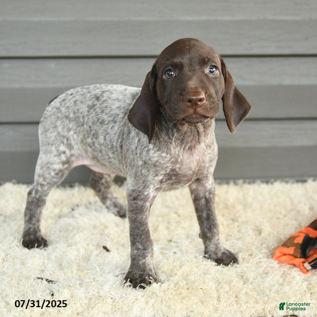 German Shorthaired Pointer dogs for sale: Amber - Image 4