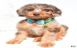 Mini Aussiedoodle dogs for sale: Esther - Image 1