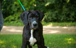 Great Dane dogs for sale: Athena - Image 14