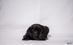 Goldador dogs for sale: Blue - Image 4