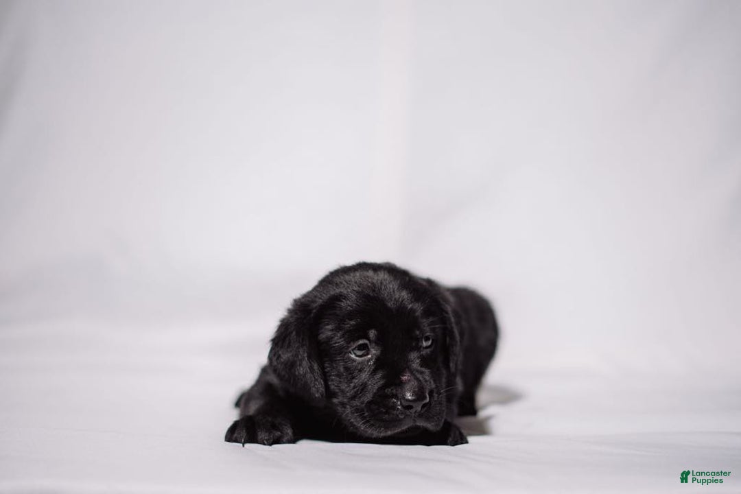 Goldador dogs for sale: Blue - Image 4