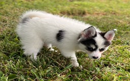 Pomsky dogs for sale: Sweet Girlie - Image 20