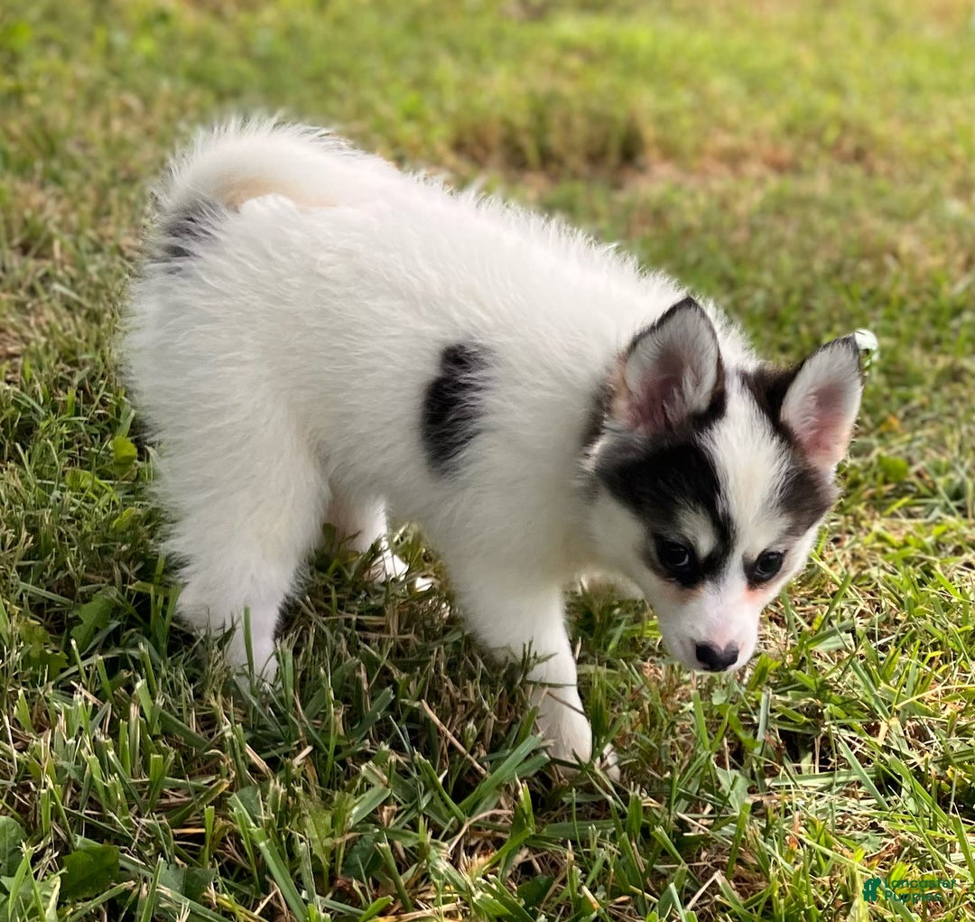 Pomsky dogs for sale: Sweet Girlie - Image 20