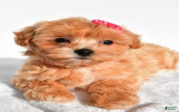 Maltipoo dogs for sale: Penny - Image 4