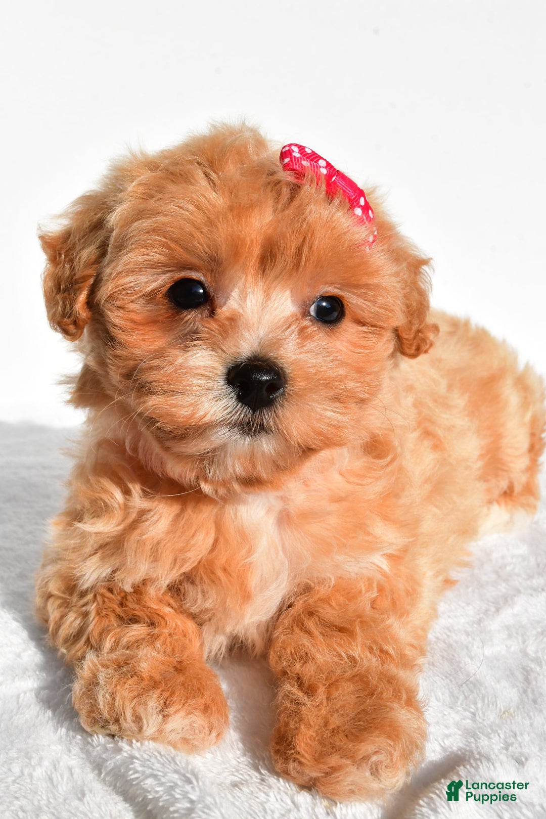 Maltipoo dogs for sale: Penny - Image 4
