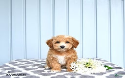 Toy Poodle dogs for sale: Kai - Image 7
