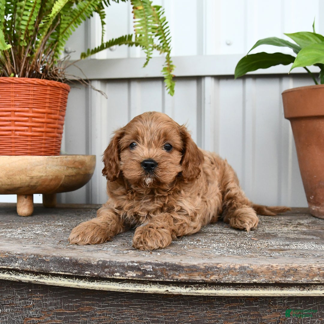 Cavapoo dogs for sale: Roxy - Image 2
