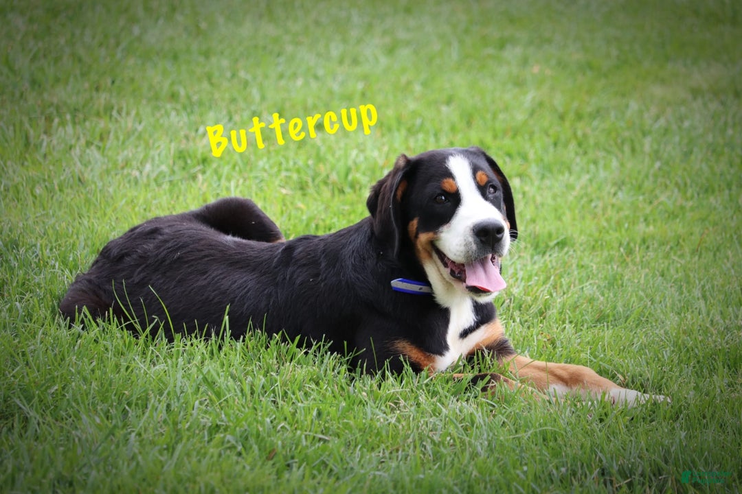 Greater Swiss Mountain Dog dogs for sale: Buttercup - Image 9