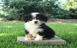 Mini Bernedoodle dogs for sale: Poppy - Image 2