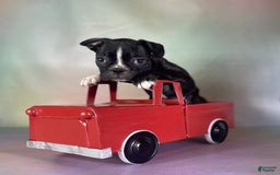 Frenchton dogs for sale: Cleo Dna Clear - Image 1