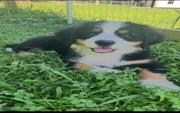 Bernese Mountain Dog dogs for sale: Orange Girl - Image 5