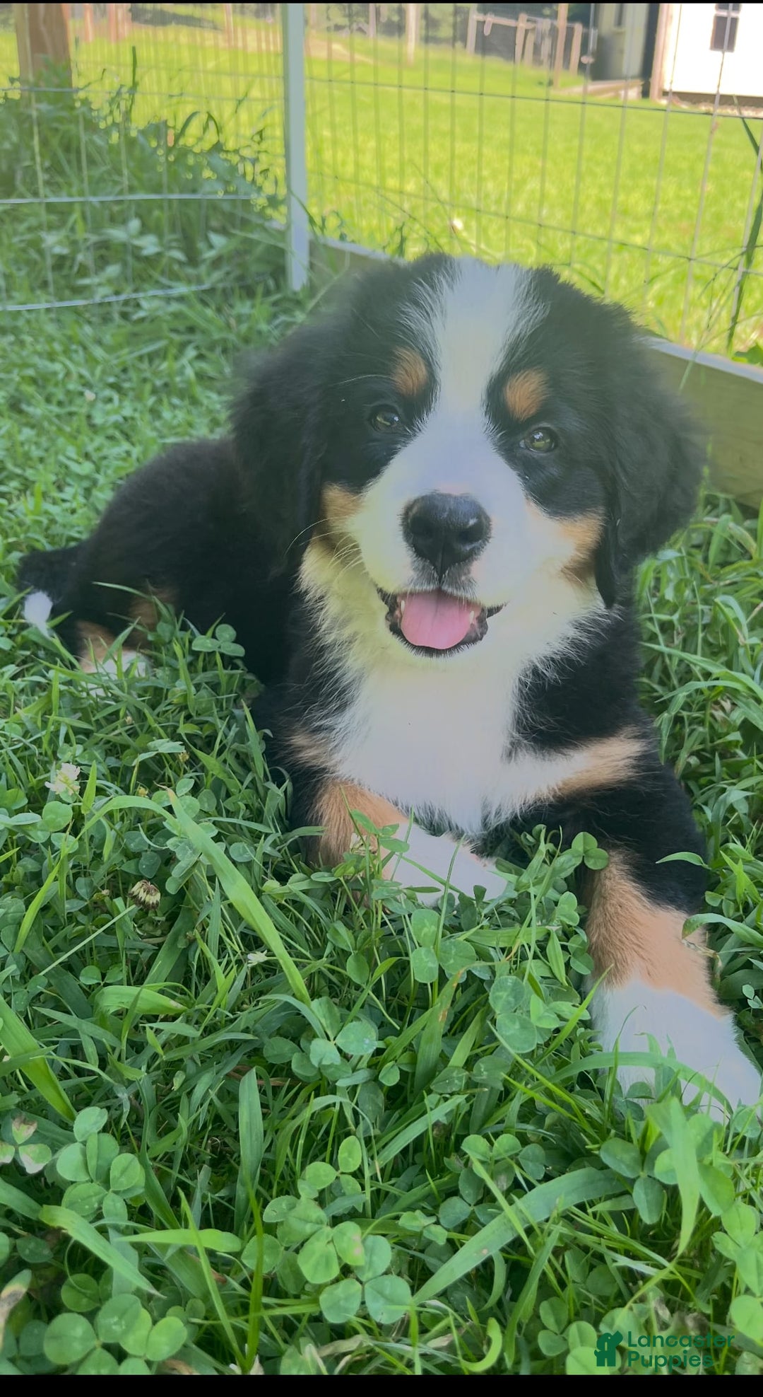 Bernese Mountain Dog dogs for sale: Orange Girl - Image 5