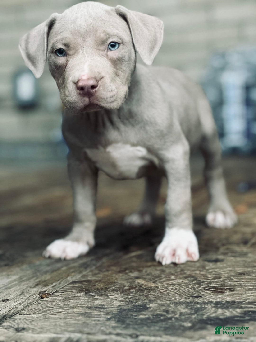 American Bully dogs for sale: Loc - Image 3