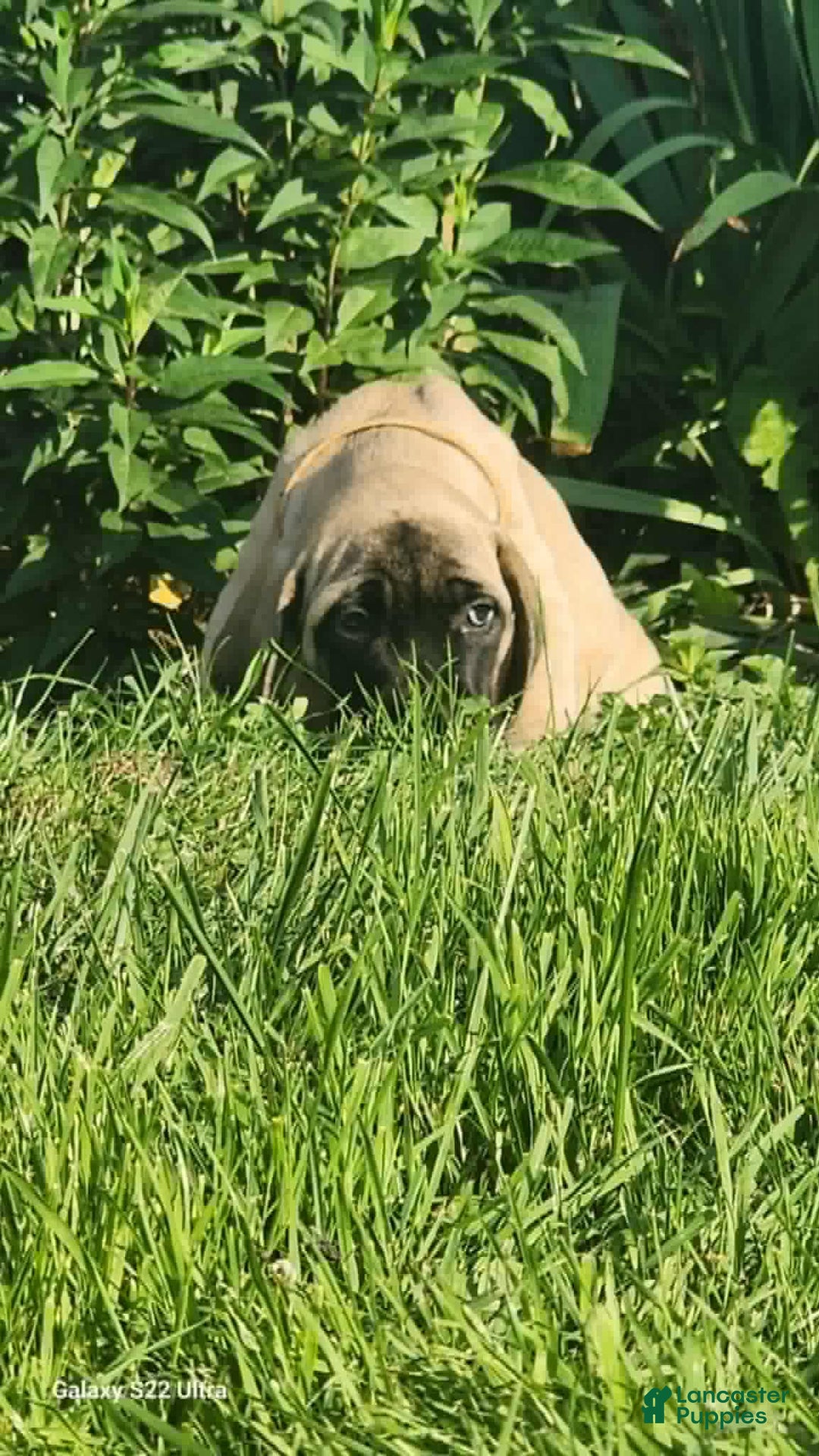 English Mastiff dogs for sale: Peanut - Image 14