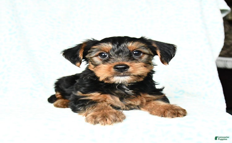 Yorkshire Terrier dogs for sale - Ad 4