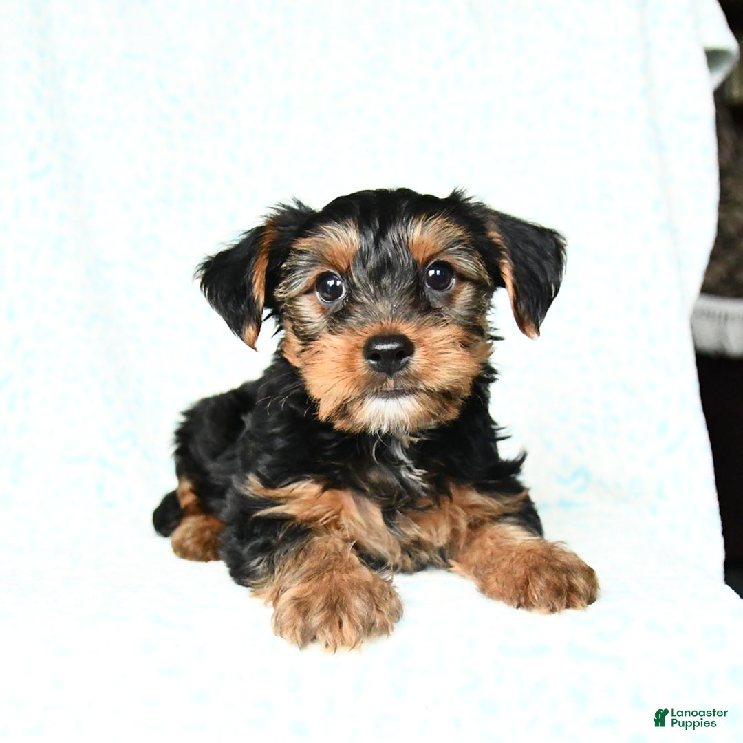 Yorkshire Terrier dogs for sale: Charlie - Image 1