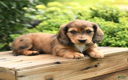 Dachshund dogs for sale: Allie - Image 2