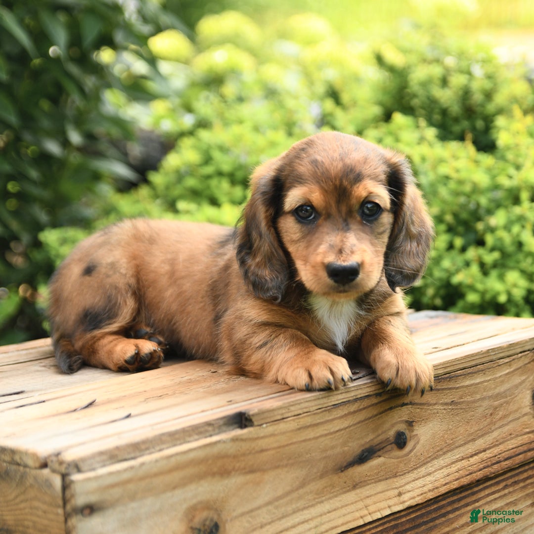 Dachshund dogs for sale: Allie - Image 2