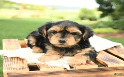 Yorkshire Terrier dogs for sale: Benny - Image 17