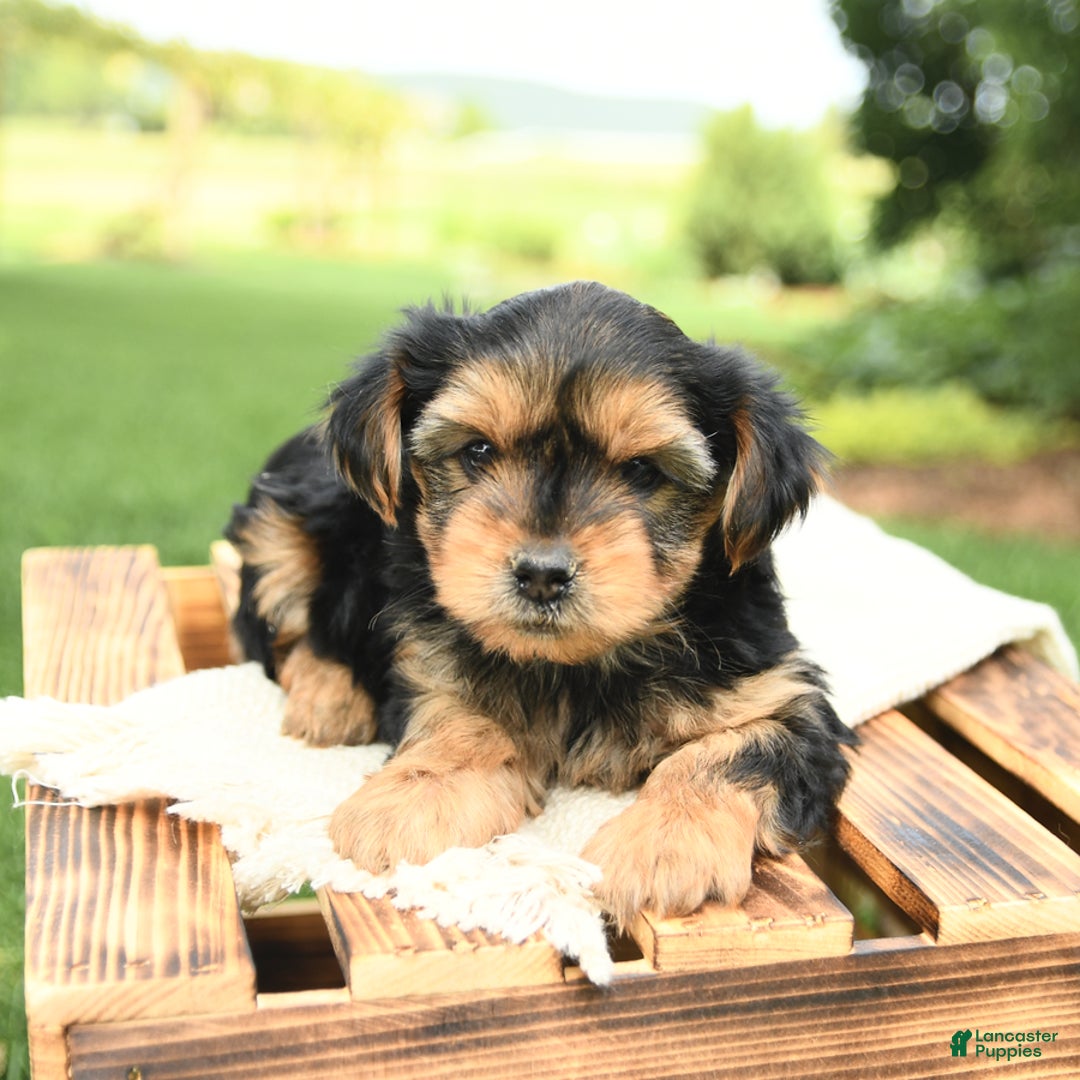 Yorkshire Terrier dogs for sale: Benny - Image 17