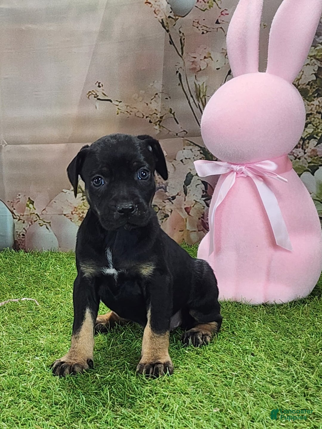 Catahoula Leopard Dog dogs for sale: Goldie 2025 F2 - Image 1