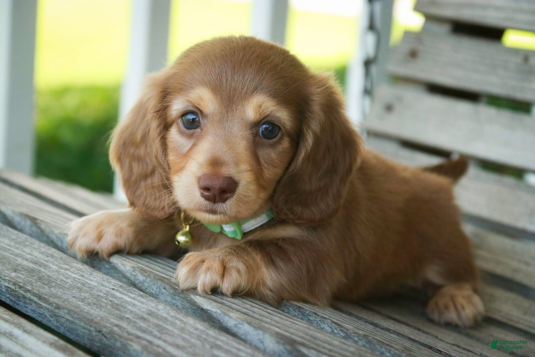 Miniature Dachshund dogs for sale: Forrest - Image 11