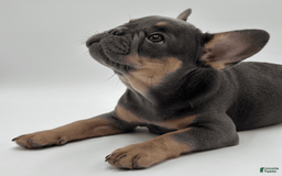 French Bulldog dogs for sale: Montreal - Image 9