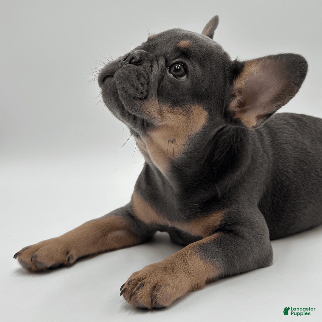 French Bulldog dogs for sale: Montreal - Image 9