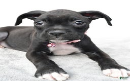 Boxer dogs for sale: Ruby - Image 6