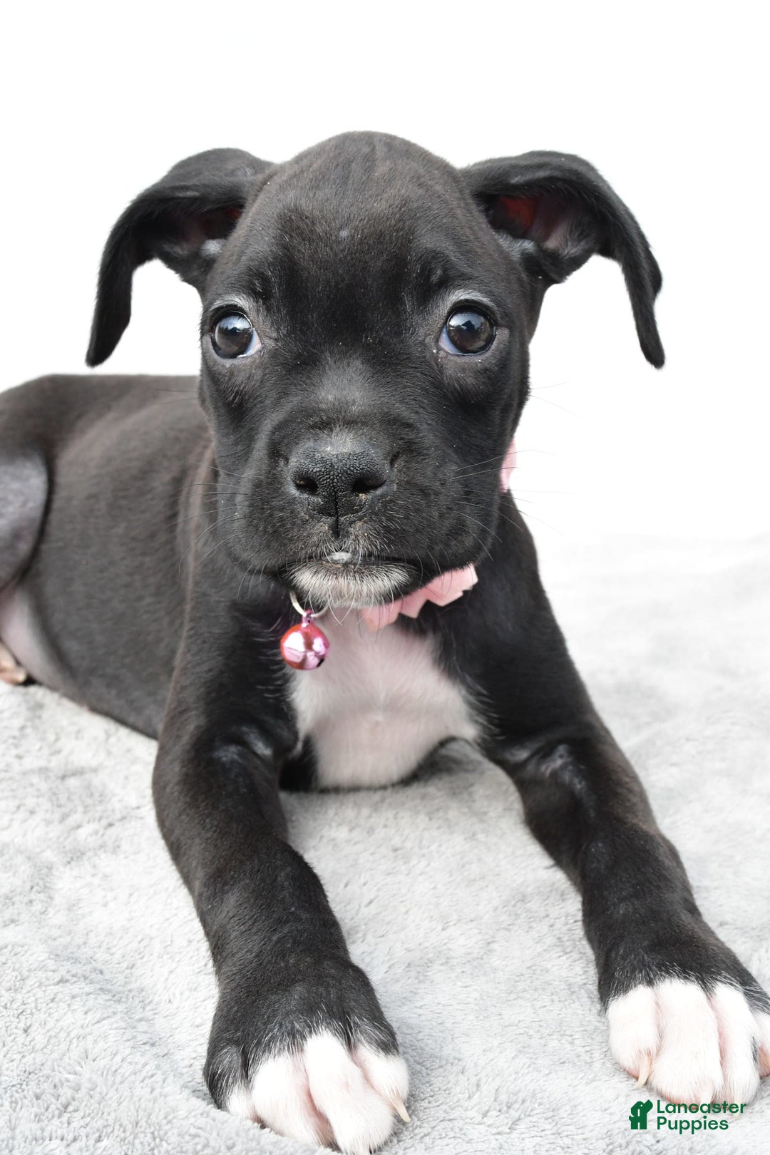 Boxer dogs for sale: Ruby - Image 6