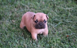 French Bulldog dogs for sale: Sheila - Image 17