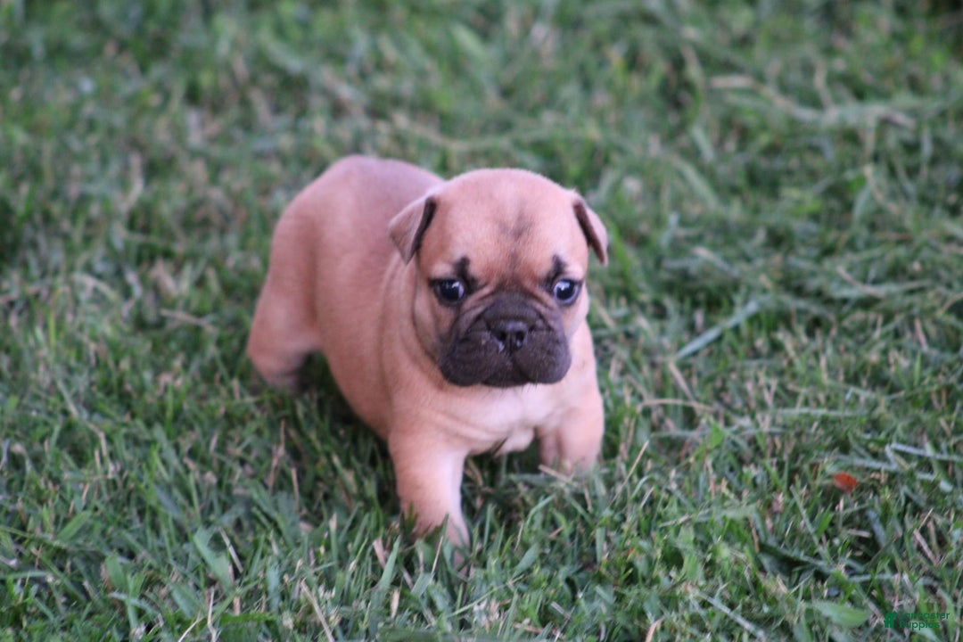 French Bulldog dogs for sale: Sheila - Image 17