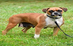 Boxer dogs for sale: Lucy - Image 8