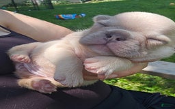 French Bulldog dogs for sale: Daisy - Image 9